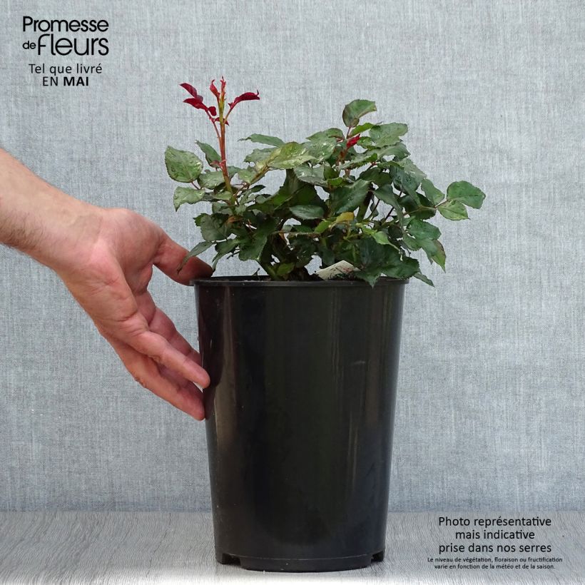 Rosa Broceliande - Rose ibrida di tea Vaso da 4L/5L esemplare consegnato in primavera