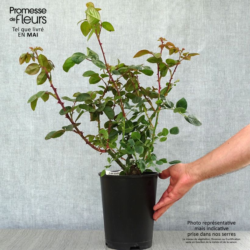 Rosa Chartreuse de Parme - Rose ibrida di tea Vaso da 3L/4L esemplare consegnato in primavera