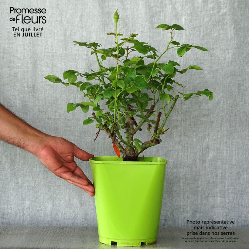Esemplare di Rosa Claude Brasseur - Rose ibrida di tea Vaso da 4L/5L consegnato in estate