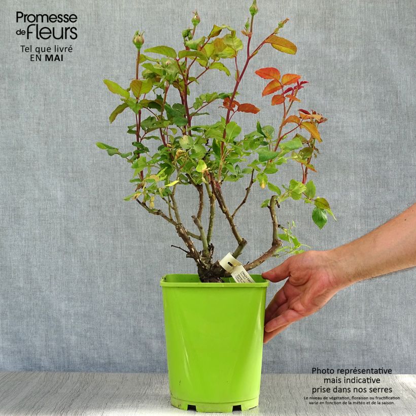 Rosa Crazy Fashion - Rose ibrida di tea Vaso da 4L/5L esemplare consegnato in primavera