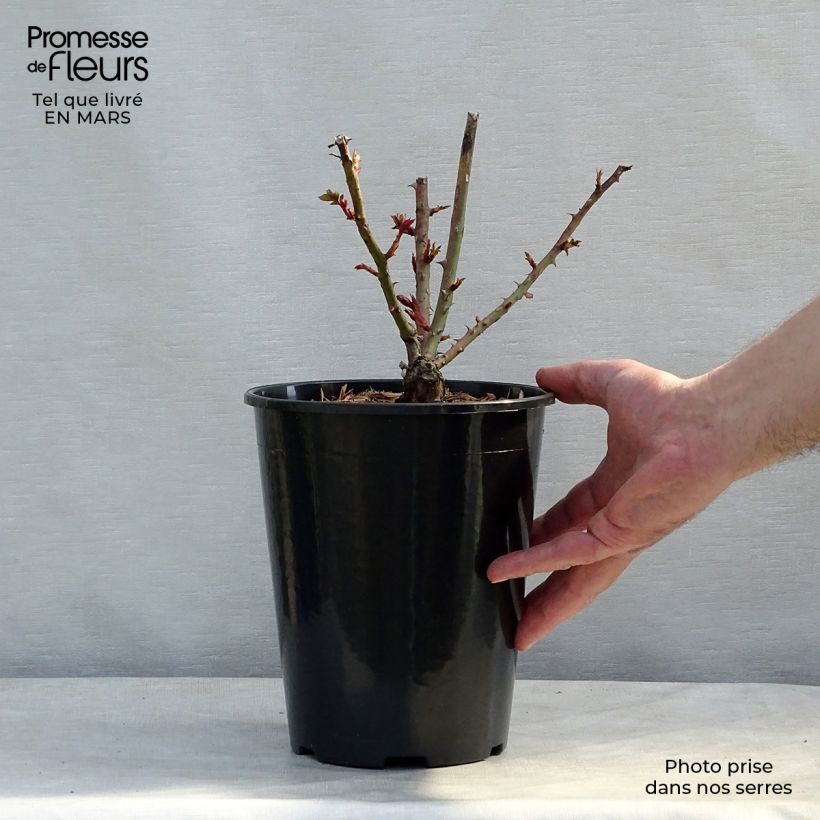 Rosa Criterion Vaso da 4L/5L esemplare consegnato in primavera