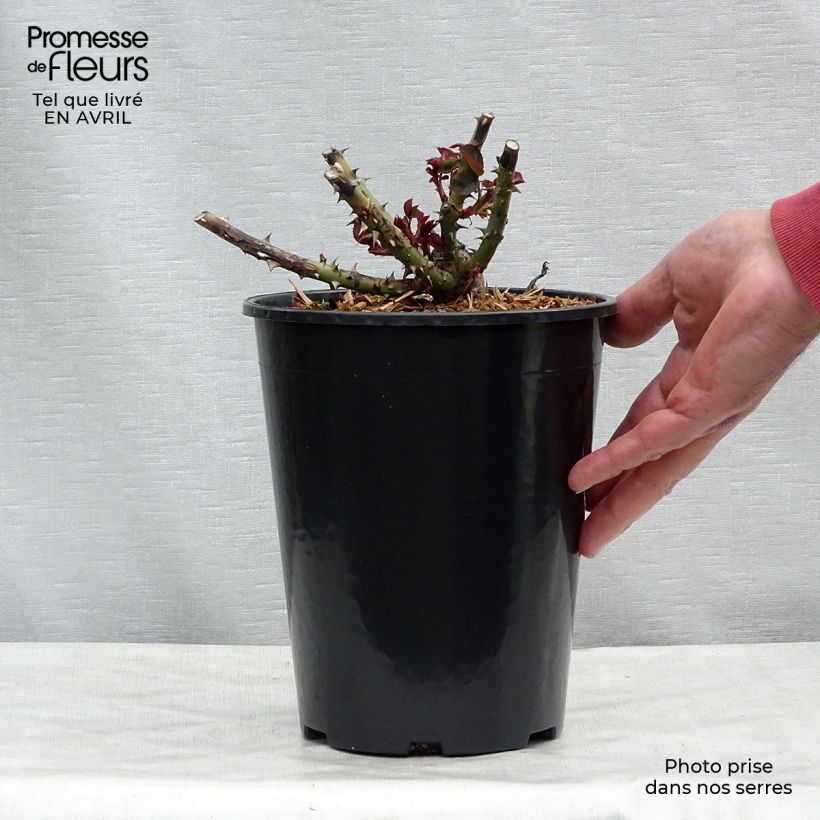 Rosa Dame de Coeur Vaso da 4L/5L esemplare consegnato in primavera