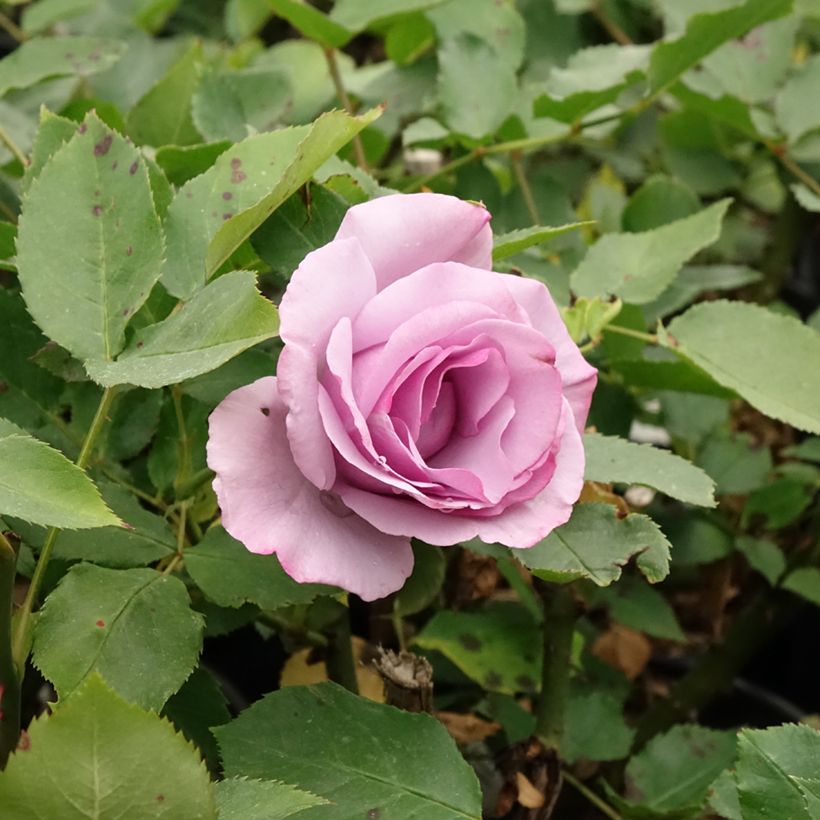 Rosa Dioressence - Rose ibrida di tea (Fioritura)
