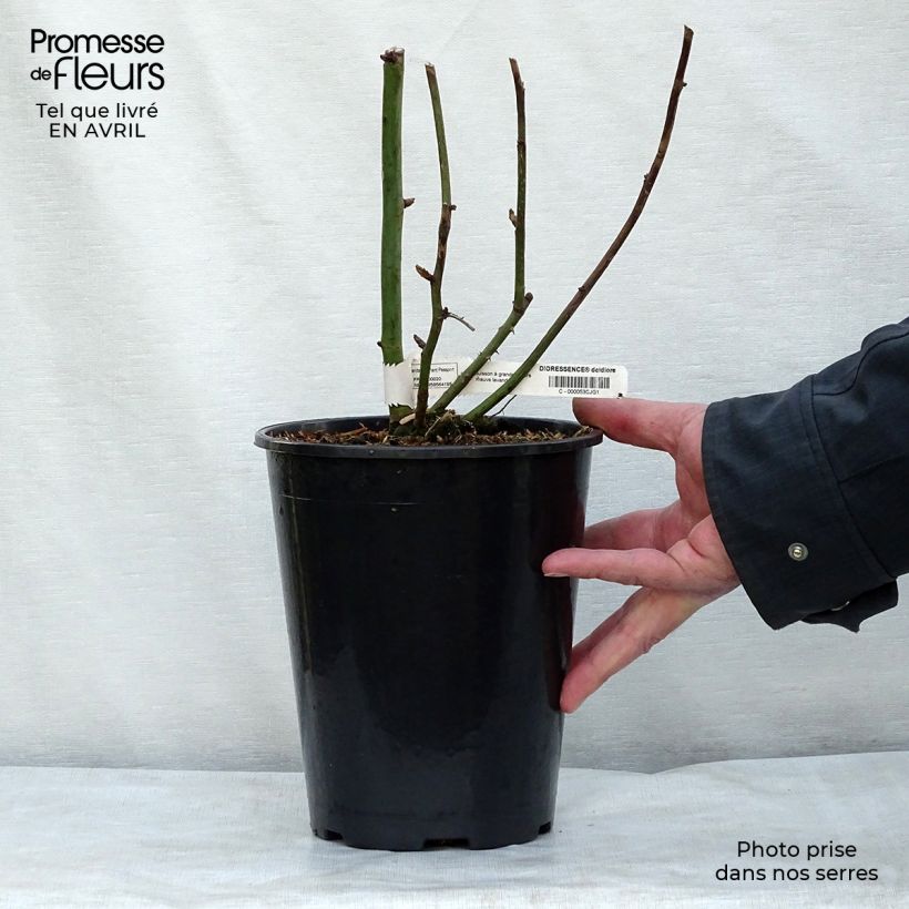 Rosa Dioressence - Rose ibrida di tea Vaso da 4L/5L esemplare consegnato in primavera