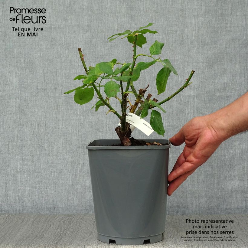 Rosa Double Delight Vaso da 4L/5L esemplare consegnato in primavera