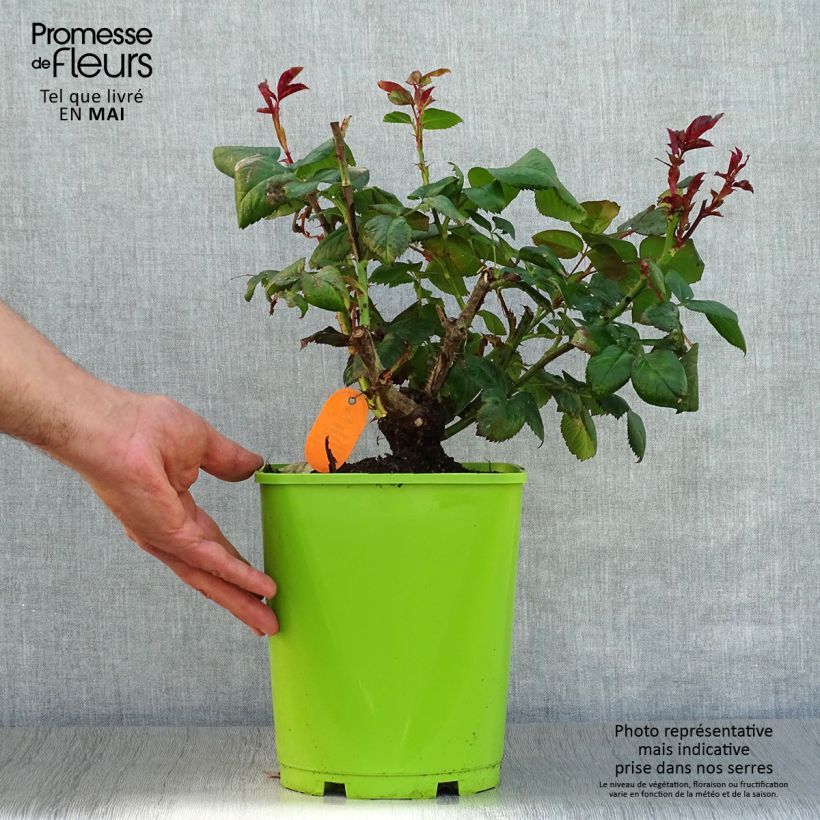 Rosa Eddy Mitchell - Rose ibrida di tea Vaso da 4L/5L esemplare consegnato in primavera