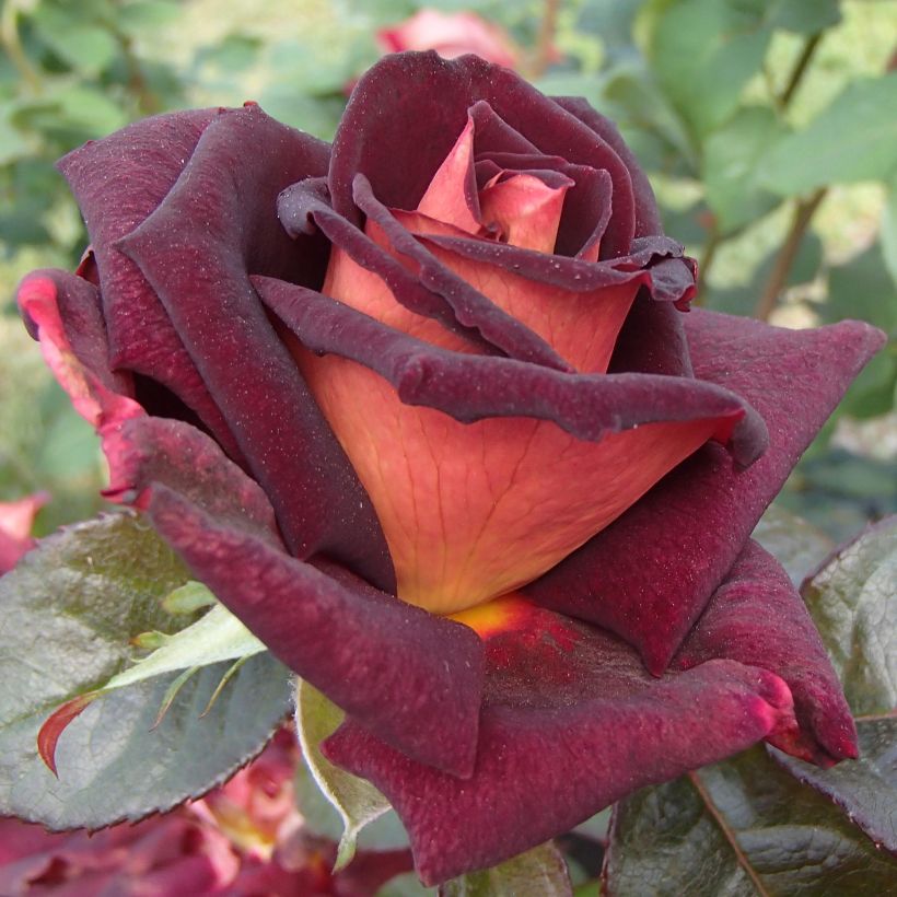 Rosa Eddy Mitchell - Rose ibrida di tea (Fioritura)