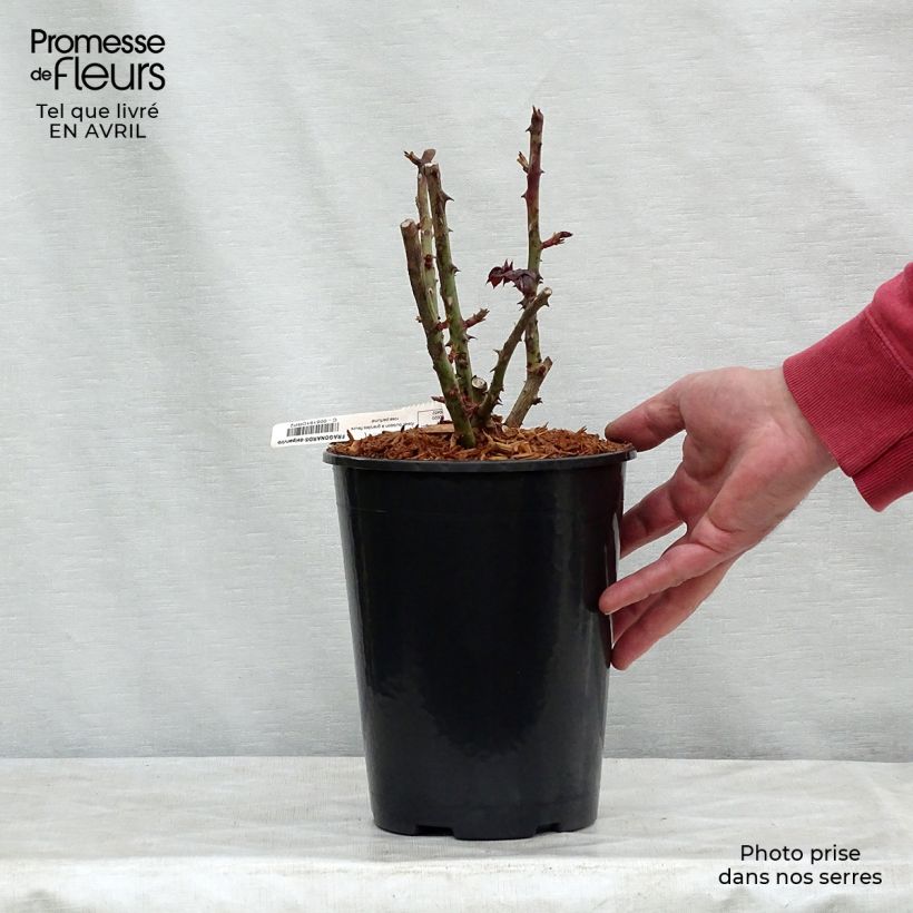 Rosa Fragonard - Rose ibrida di tea Vaso da 3L/4L esemplare consegnato in primavera