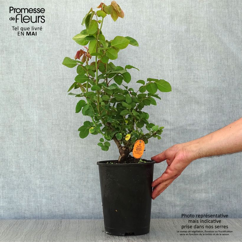 Rosa Frédéric Mistral Vaso da 4L/5L esemplare consegnato in primavera