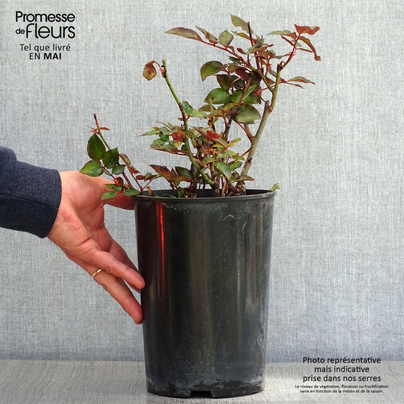 Rosa Grande Classe - Rosa ibrida di tea moderna Vaso da 4L/5L esemplare consegnato in primavera