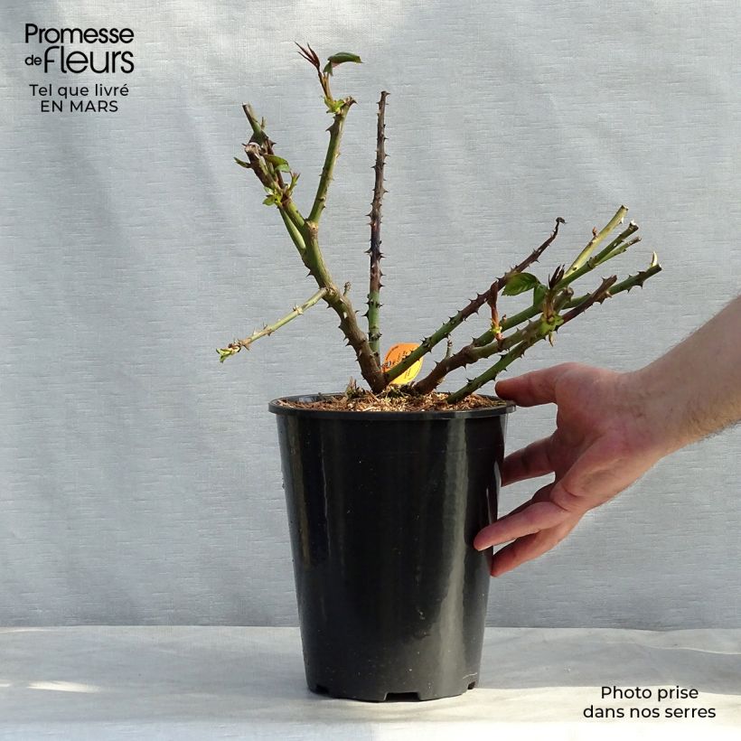 Rosa Honore de Balzac Vaso da 4L/5L esemplare consegnato in primavera
