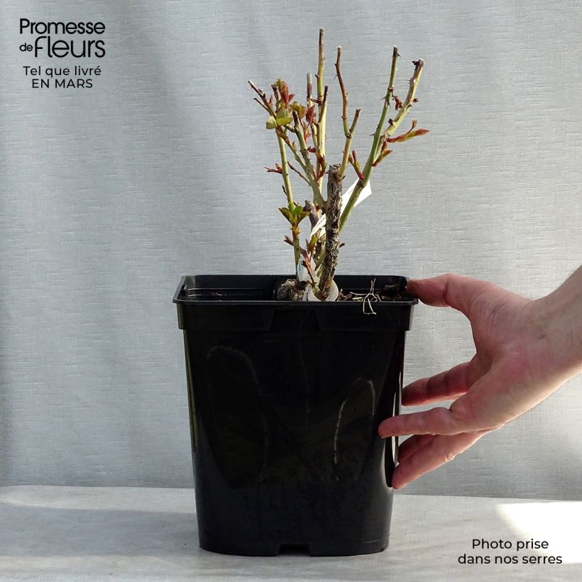 Rosa Isabelle Autissier - Rose ibrida di tea Vaso da 4L/5L esemplare consegnato in primavera