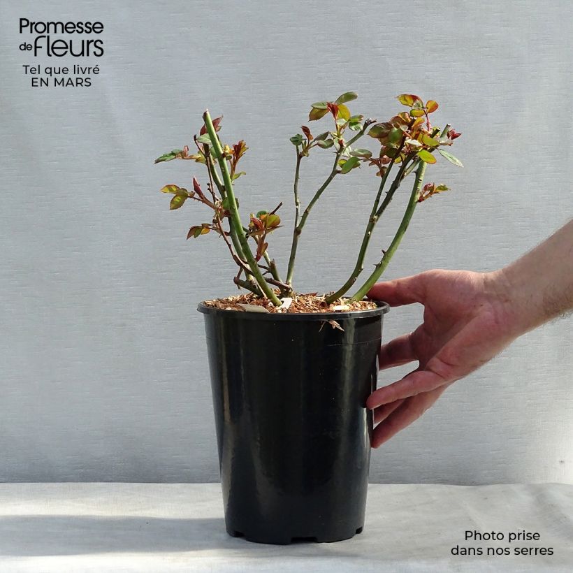 Rosa Jalitah Vaso da 4L/5L esemplare consegnato in primavera