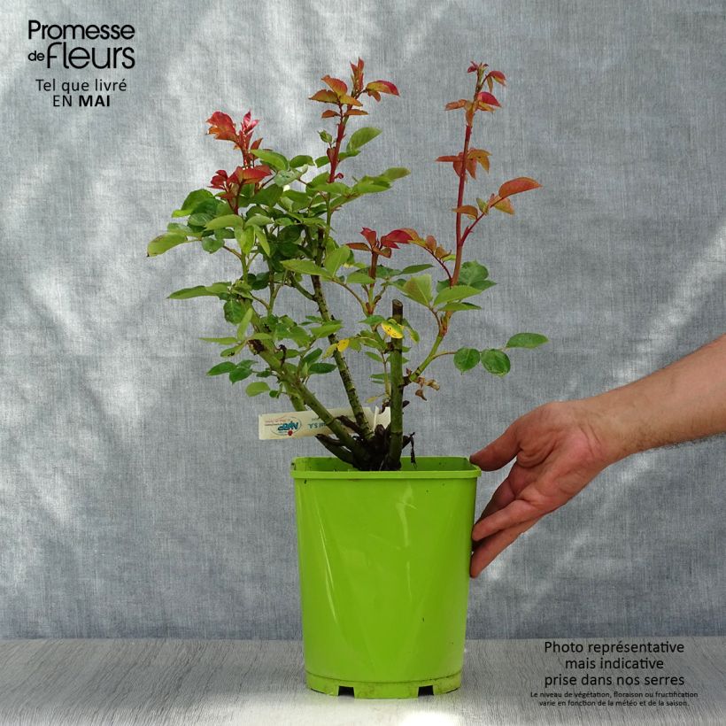 Rosa Jingle Bells Vaso da 4L/5L esemplare consegnato in primavera