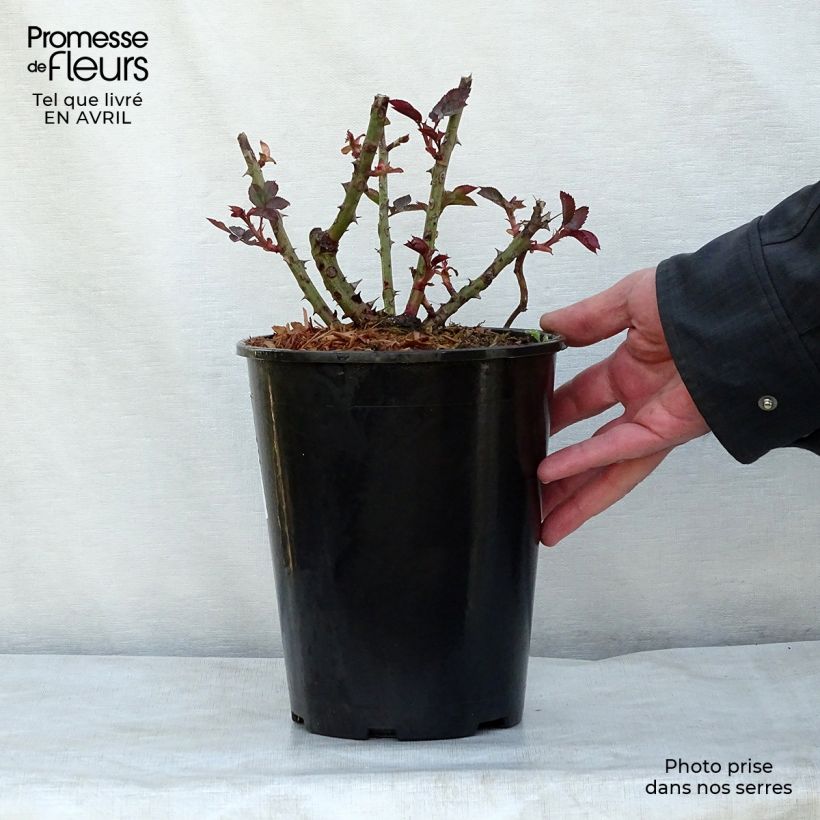 Rosa Just Joey Vaso da 4L/5L esemplare consegnato in primavera