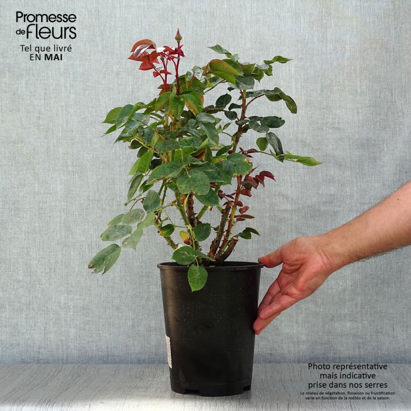 Rosa La rose Monsieur Vaso da 4L/5L esemplare consegnato in primavera