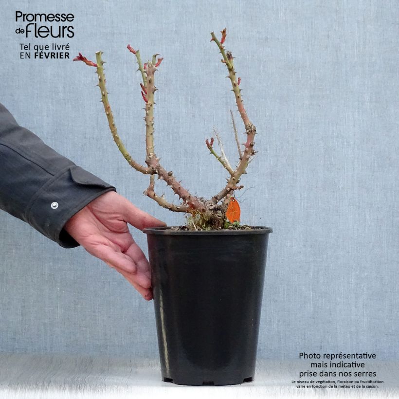 Rosa Laeticia Casta Vaso da 4L/5L esemplare consegnato in inverno