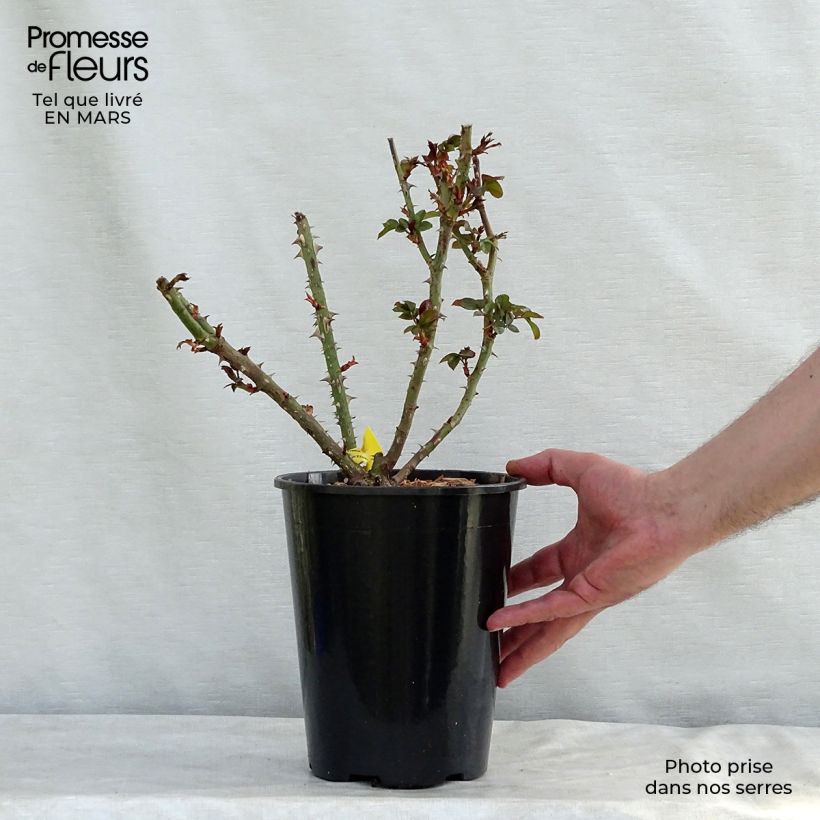 Rosa Les Années Folles Bobino Vaso da 4L/5L esemplare consegnato in primavera