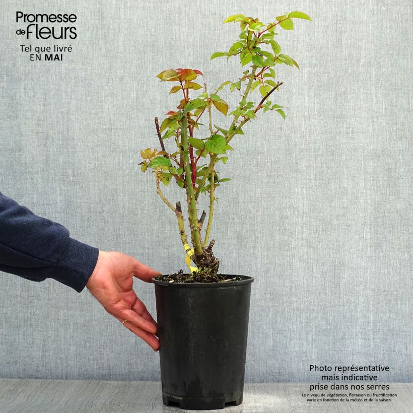 Rosa Les Années Folles Fox Trot Vaso da 4L/5L esemplare consegnato in primavera