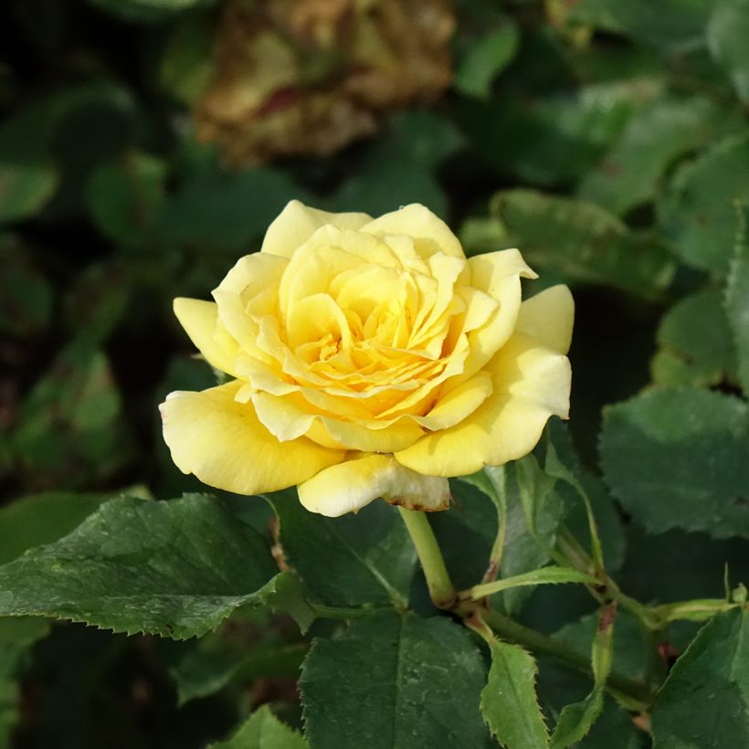 Rosa Les Années Folles La Rotonde (Fioritura)