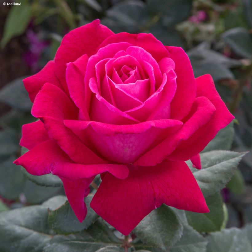 Rosa Elégance Française (Fioritura)