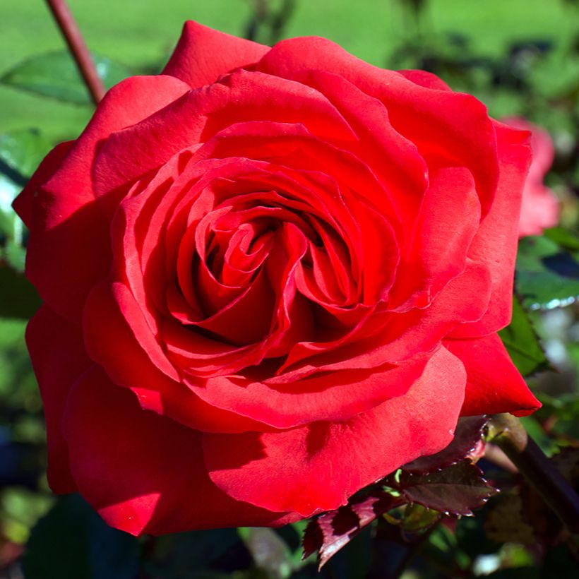 Rosa Mister Lincoln - Rose ibrida di tea (Fioritura)