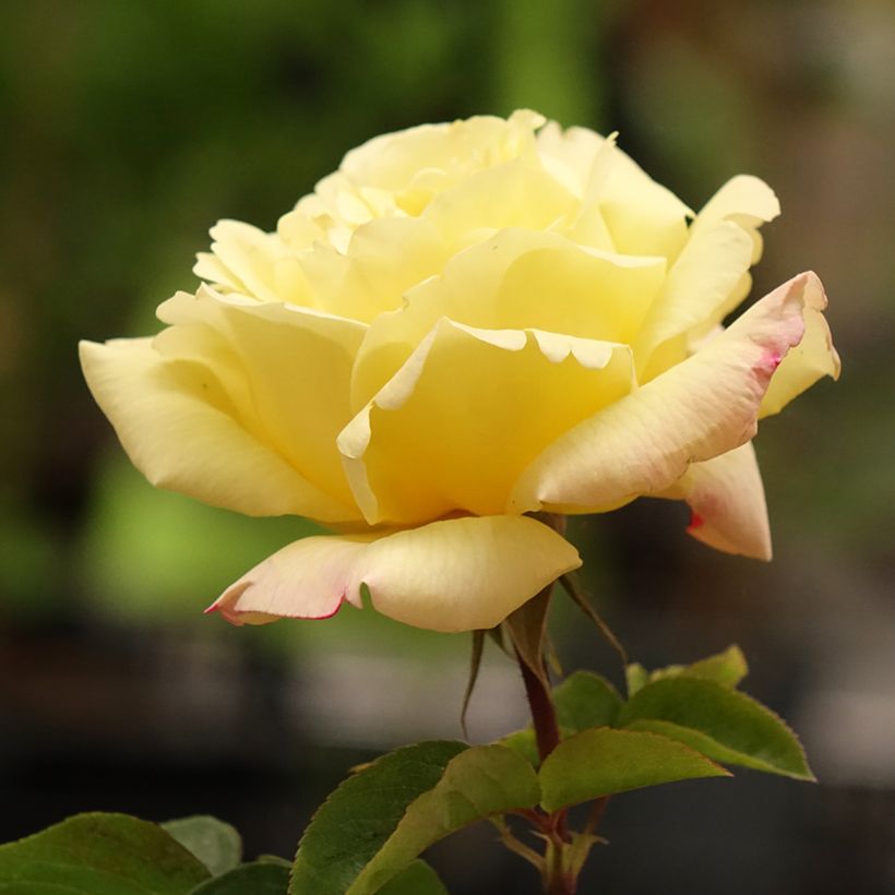 Rosa Mme A. Meilland - Rose ibrida di tea (Fioritura)