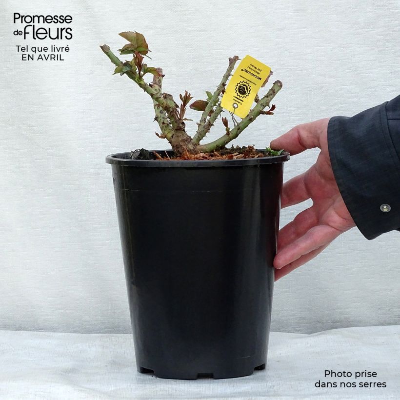 Rosa Moonstone - Rose ibrida di tea Vaso da 4L/5L esemplare consegnato in primavera
