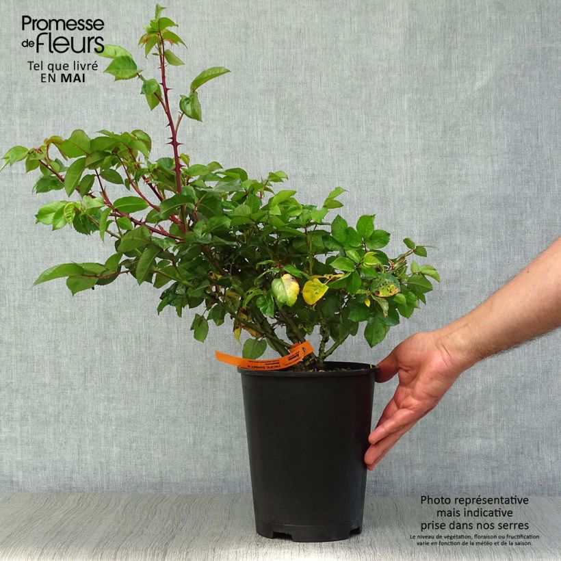 Rosa Pacific Sunset Vaso da 4L/5L esemplare consegnato in primavera