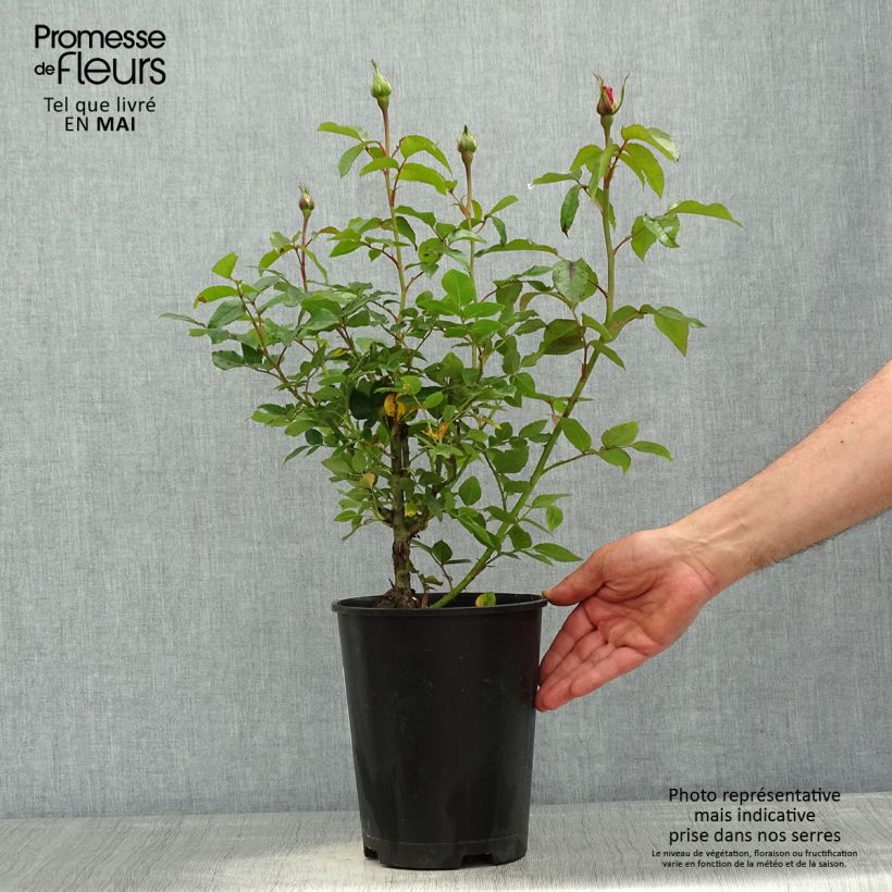 Rosa Parfum de Nantes Vaso da 4L/5L esemplare consegnato in primavera