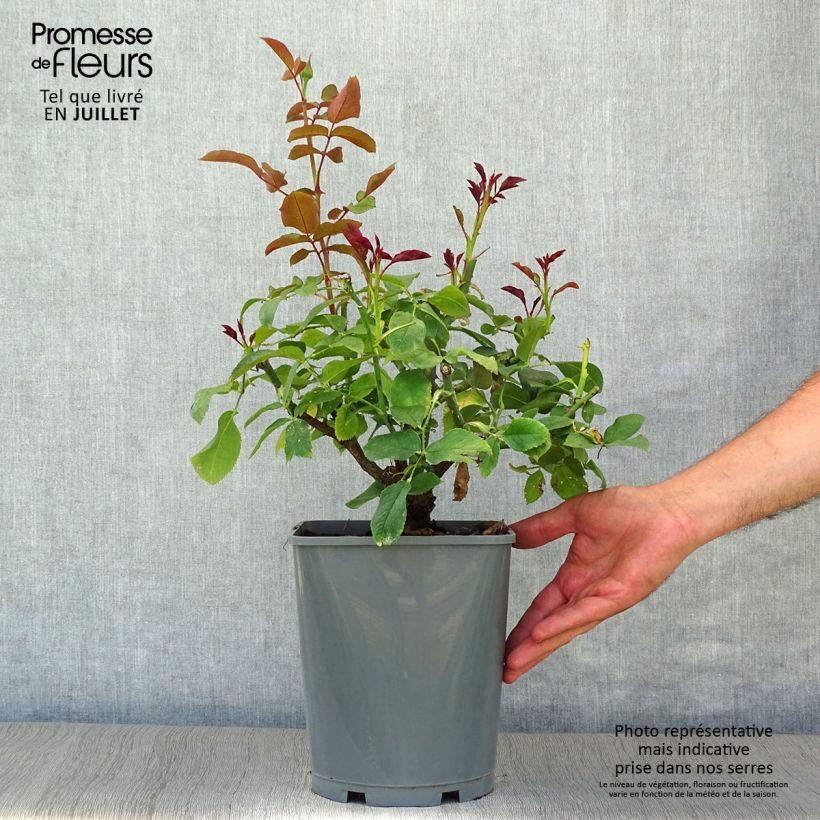 Esemplare di Rosa Paris d'Yves Saint-Laurent - Rose ibrida di tea Vaso da 4L/5L consegnato in estate