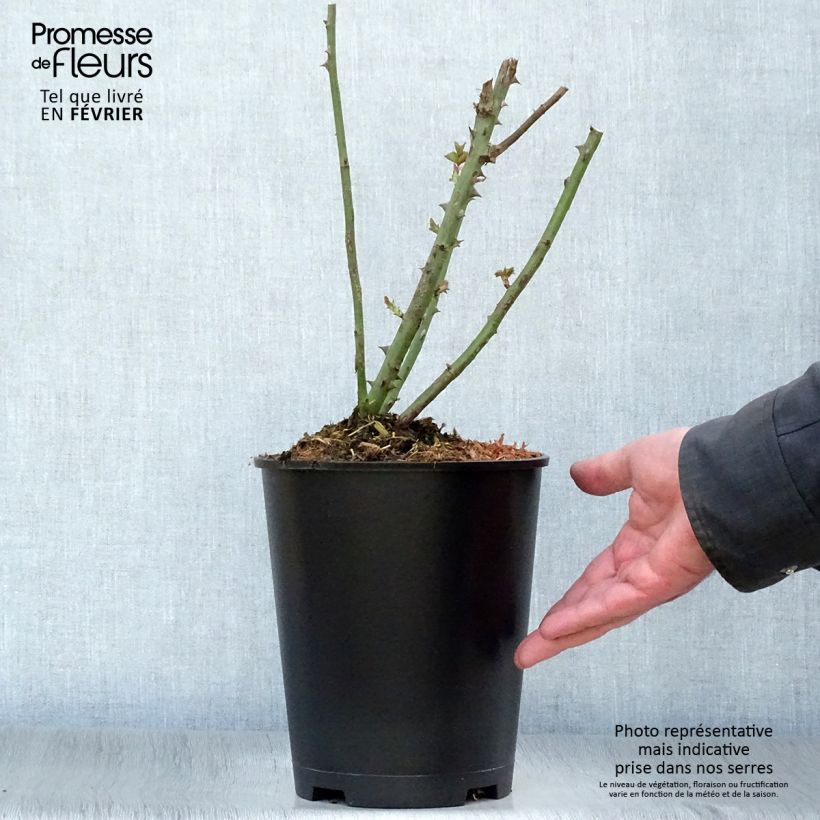 Rosa Paul Ricard Meinivoz Vaso da 4L/5L esemplare consegnato in inverno