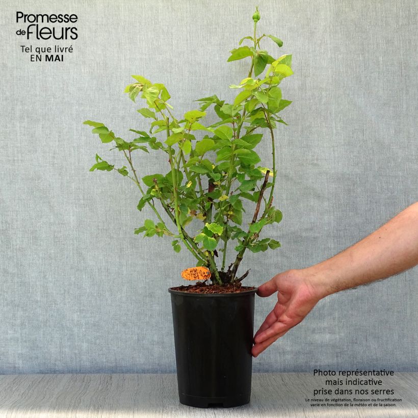 Rosa Paul Ricard Meinivoz Vaso da 4L/5L esemplare consegnato in primavera