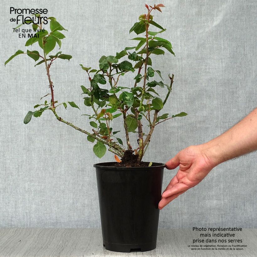 Rosa Pierre Arditi Vaso da 4L/5L esemplare consegnato in primavera