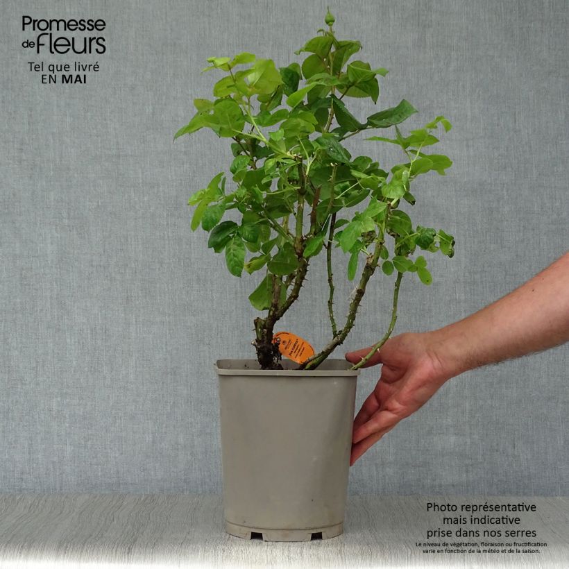 Rosa Pink Eureka - Rose ibrida di tea Vaso da 4L/5L esemplare consegnato in primavera