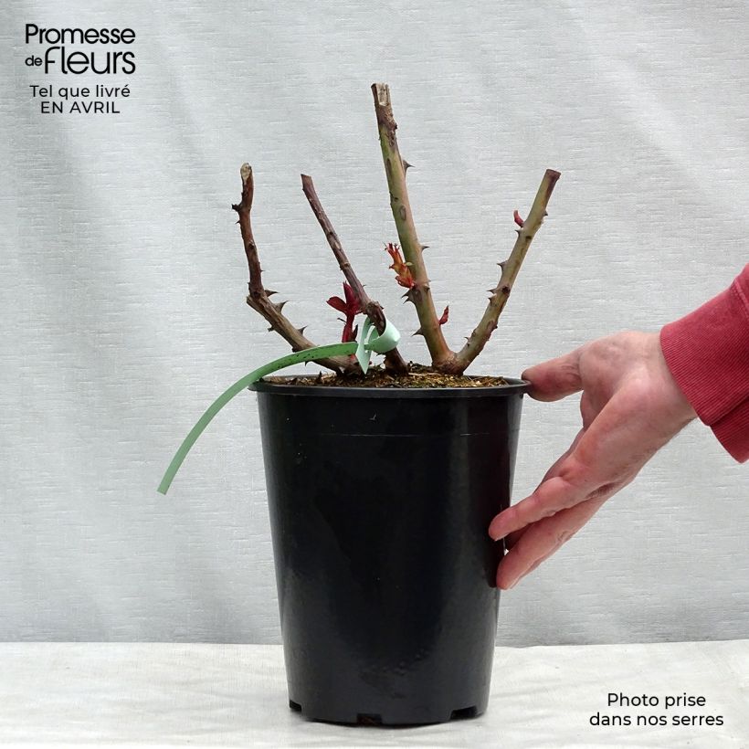 Rosa Prince Jardinier - Rose ibrida di tea Vaso da 4L/5L esemplare consegnato in primavera