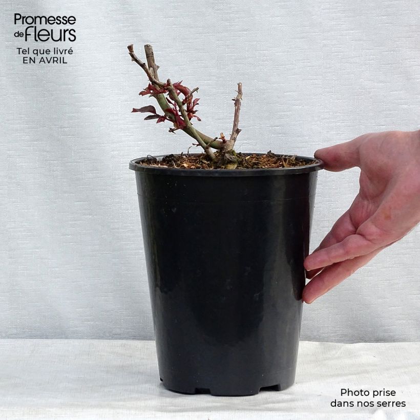 Rosa Princesse Alexandra Renaissance - Rose ibrida di tea Vaso da 4L/5L esemplare consegnato in primavera