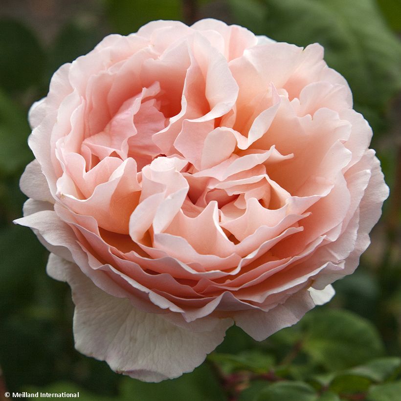 Rosa Princesse Charlène de Monaco (Fioritura)