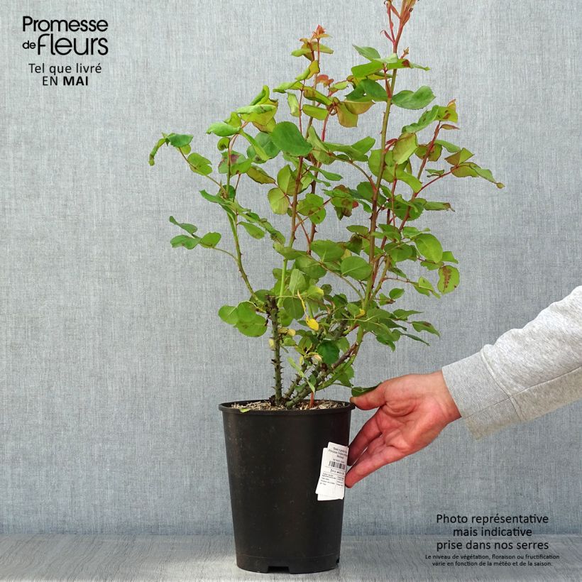 Rosa Princesse Charlène de Monaco Vaso da 4L/5L esemplare consegnato in primavera