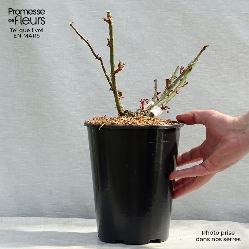Rosa République de Montmartre - Rose ibrida di tea Vaso da 4L/5L esemplare consegnato in primavera