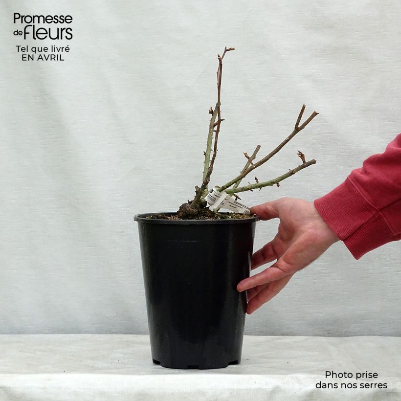 Rosa Rose Synactif by Shiseido - Rose ibrida di tea Vaso da 4L/5L esemplare consegnato in primavera