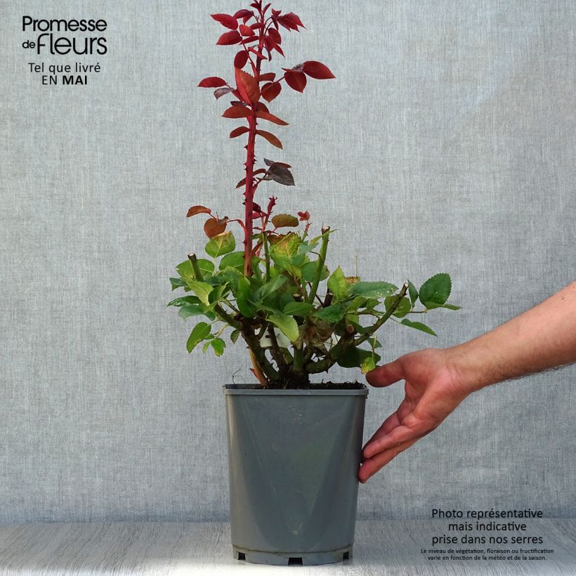 Rosa Rouge Adam - Rose ibrida di tea Vaso da 4L/5L esemplare consegnato in primavera