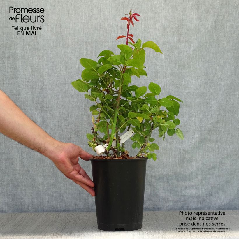 Rosa Special Anniversary - Rose ibrida di tea Vaso da 4L/5L esemplare consegnato in primavera