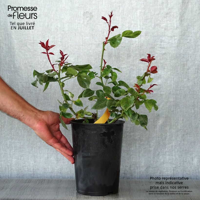 Esemplare di Rosa Terracotta - Rosa ibrida di tea moderna Vaso da 4L/5L consegnato in estate