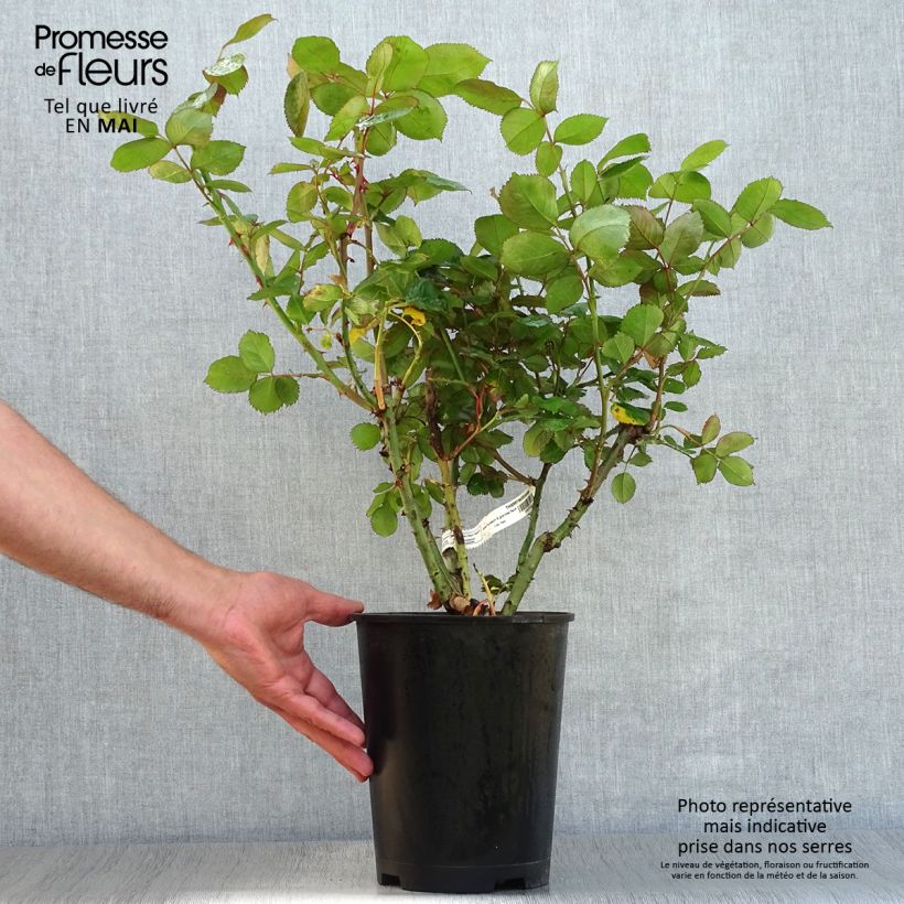 Rosa Thierry Marx - Rose ibrida di tea Vaso da 4L/5L esemplare consegnato in primavera