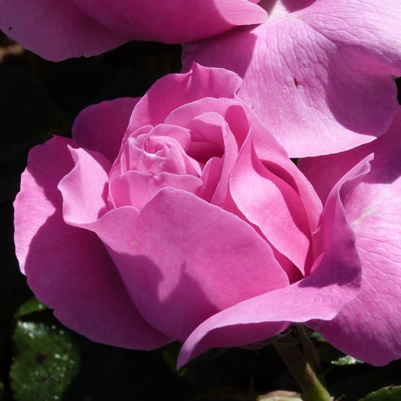 Rosa Womanity (Fioritura)