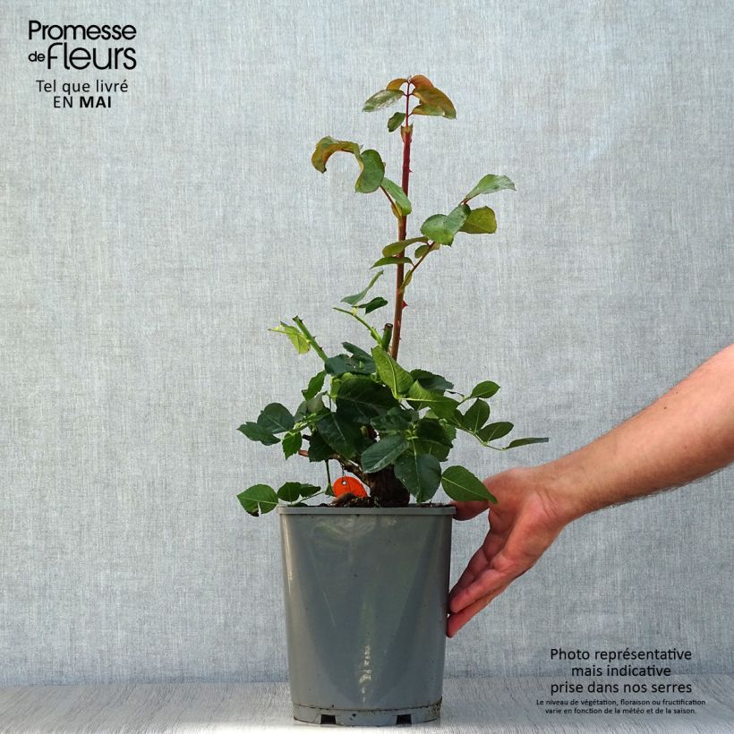 Rosa Yves Piaget - Rose ibrida di tea Vaso da 4L/5L esemplare consegnato in primavera
