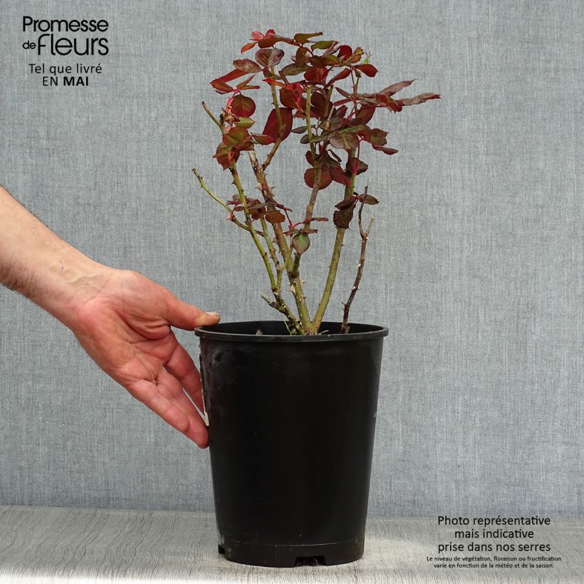 Rosa floribunda The Times Vaso da 4L/5L esemplare consegnato in primavera