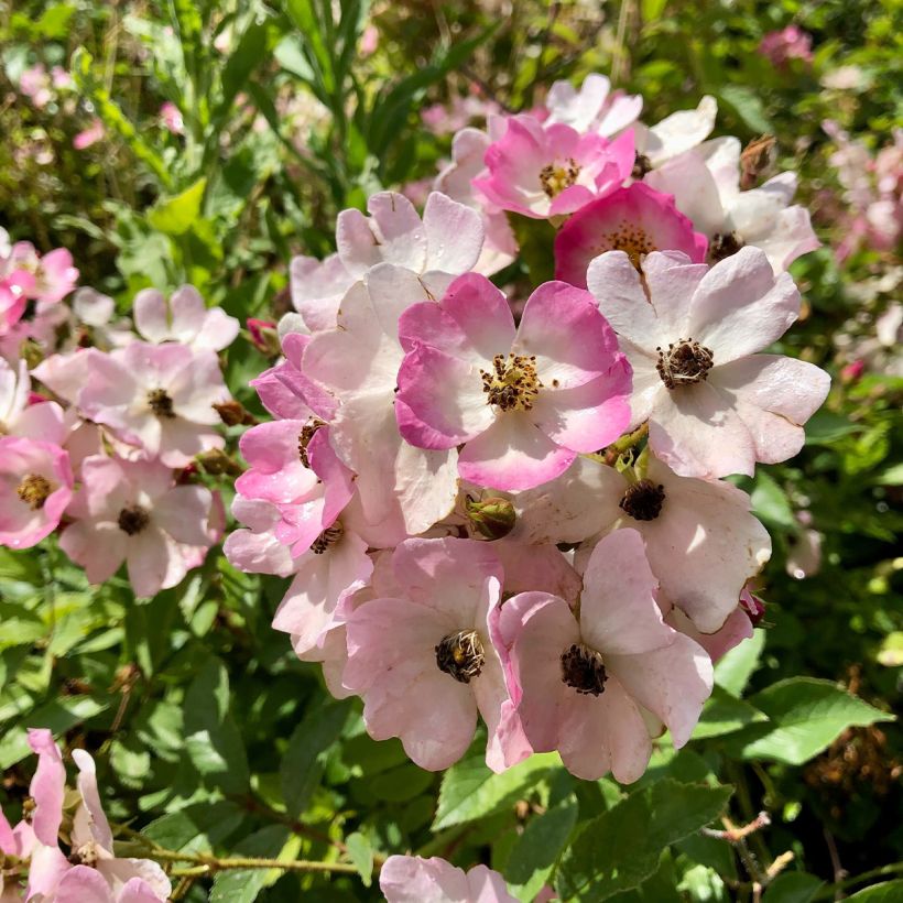 Rosai ad arbusto Ballerina (Fioritura)