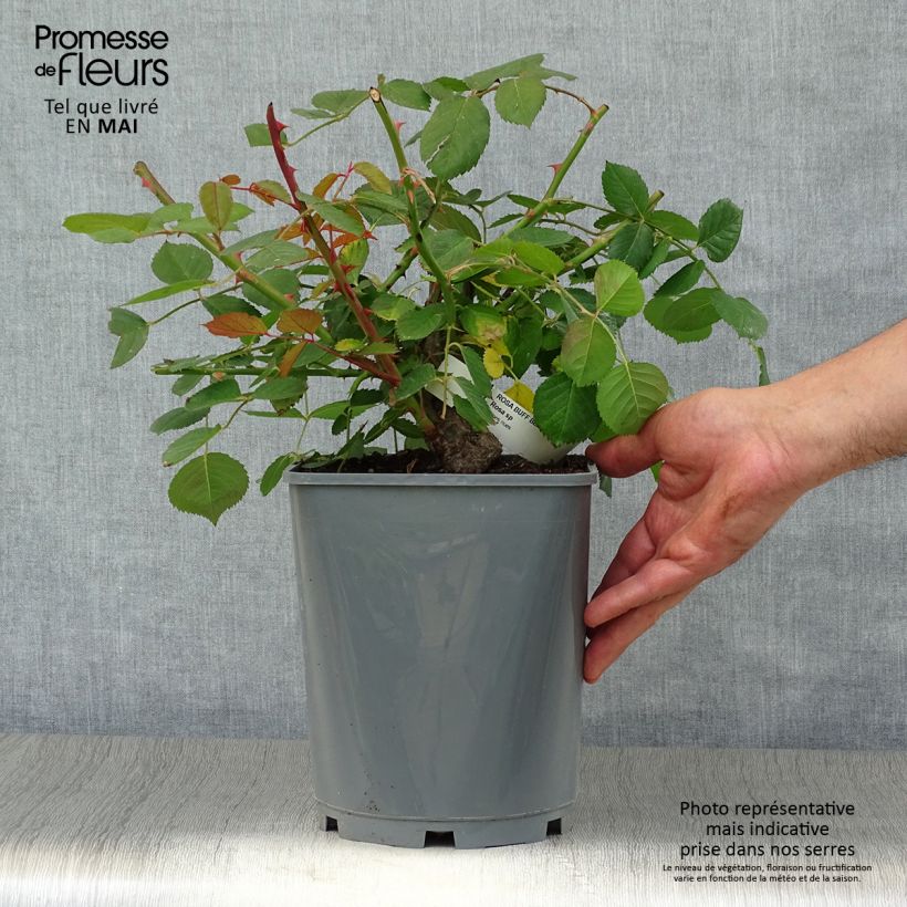 Rosa moscata Buff Beauty Vaso da 4L/5L esemplare consegnato in primavera